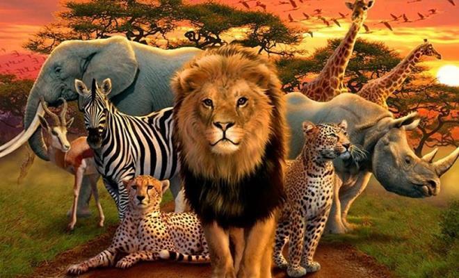 حیوانات در زبان ترکی استانبولی